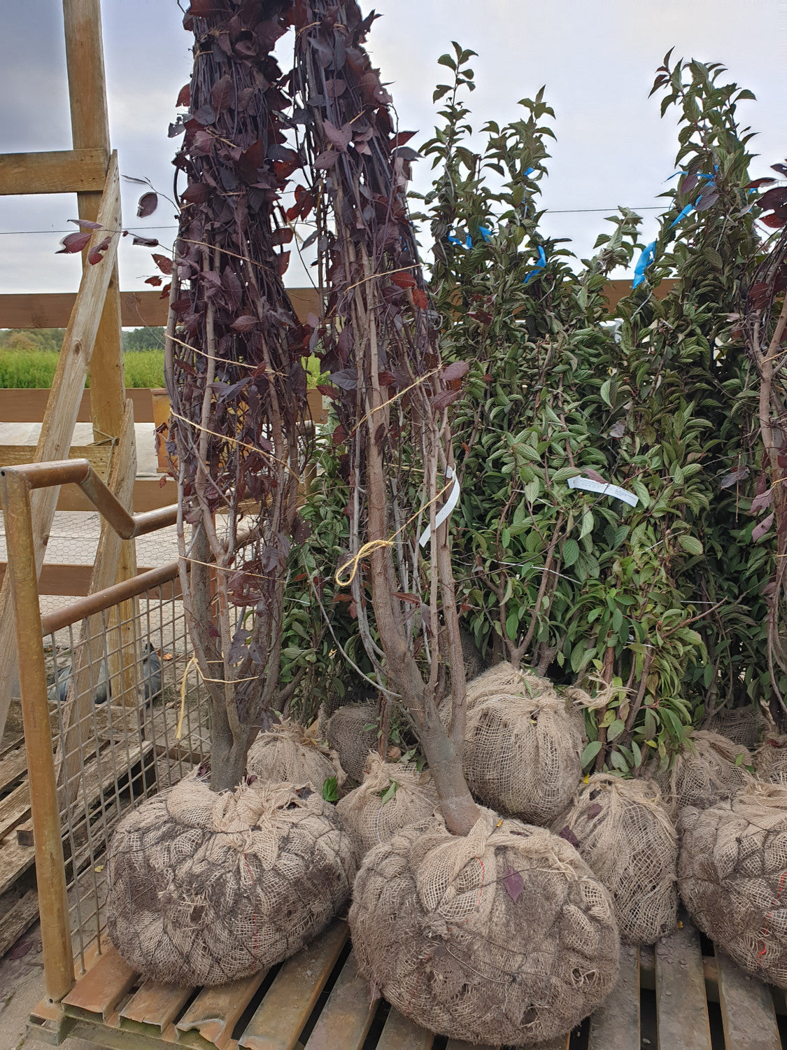 Kirschpflaume; hier als Ballenpflanze; dekorative Laubfärbung; Einsatzmöglichkeit z.B. : Heckenpflanze; erhältlich mit Stammumfang von 12-14 bis 20-25 cm;;günstig mit Qualität