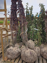 Kirschpflaume; hier als Ballenpflanze; dekorative Laubfärbung; Einsatzmöglichkeit z.B. : Heckenpflanze; erhältlich mit Stammumfang von 12-14 bis 20-25 cm;;günstig mit Qualität