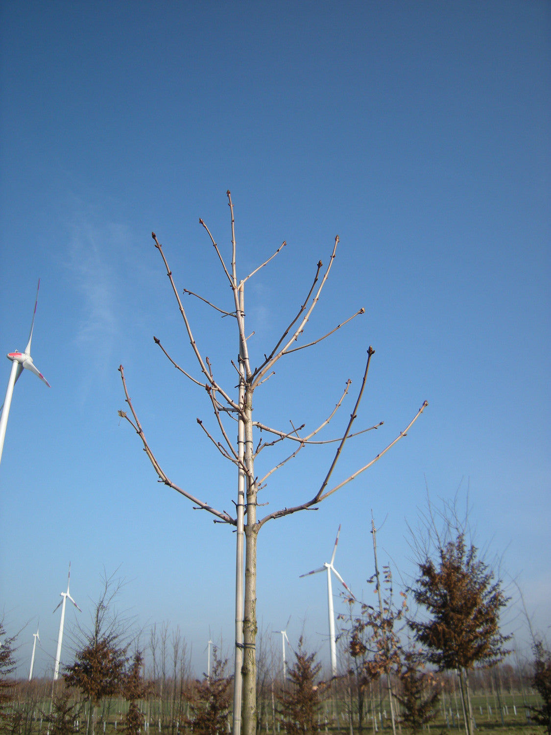 Aesculus hippocastanum mit Winterlaub, erhältlich von 50-80 bis 450-650 cm; Einsatz: ;;ab 1,26 Euro