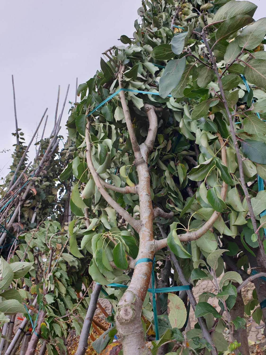 Pyrus com. 'Schweizer Wasserbirne'; vorbereitet für Versand; für normale Lagen geeignet; Einsatzmöglichkeit z.B. : Obstbaum; verfügbar in 17 Größen und Varianten;;ab 53,30 Euro