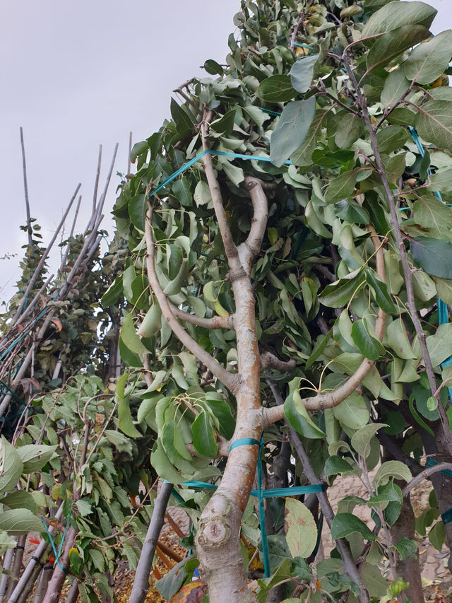 Pyrus com. 'Schweizer Wasserbirne'; vorbereitet für Versand; für normale Lagen geeignet; Einsatzmöglichkeit z.B. : Obstbaum; verfügbar in 17 Größen und Varianten;;ab 53,30 Euro
