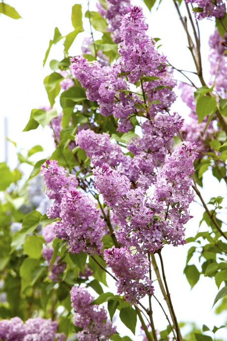 Syringa chinensis mit Blüte, erhältlich von 40-60 bis 150-175 cm; Einsatz: ;;ab 13,30 Euro