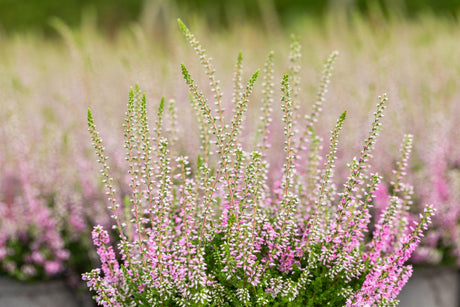 Calluna vulgaris 'Darkness' , erhältlich von 10-15 bis 10-15 cm;;ab 2,31 Euro