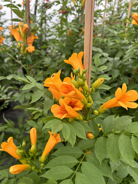 Campsis radicans 'Flava' , erhältlich von 80-100 bis 100-150 cm;;ab 44,80 Euro