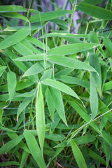 Fargesia murieliae 'Superjumbo'; schnittfest, anspruchslos, dicht wachsendbietet Vögeln Nistplatz; verfügbar in 8 Größen und Varianten;;ab 65,40 Euro