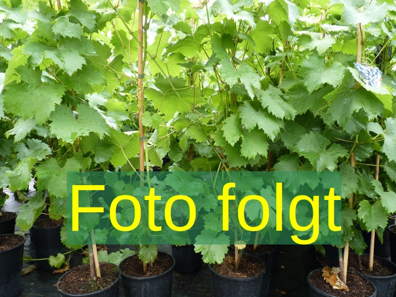Bild wird ergänzt für Vitis 'Gelber Muskateller' (Weintraube 'Gelber Muskateller')