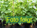 Vitis 'Roter Gutedel'; Bild wird ergänzt; große Früchte; Einsatzmöglichkeit z.B. : Weinbau; erhältlich von 80-100 bis 80-100 cm;;ab 36,00 Euro