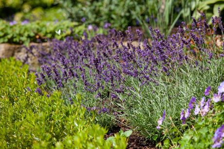 Lavandula angustifolia 'Rosea' als Pflanze im Beet; Einsatz: , ;;ab 3,22 Euro