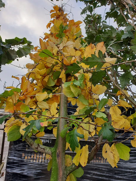 Eisenbaum; vorbereitet für Versand; herbstfärbung; Einsatzmöglichkeit z.B. : Alleenbaum; erhältlich von 40-60 bis 450-650 cm;;hier kaufen