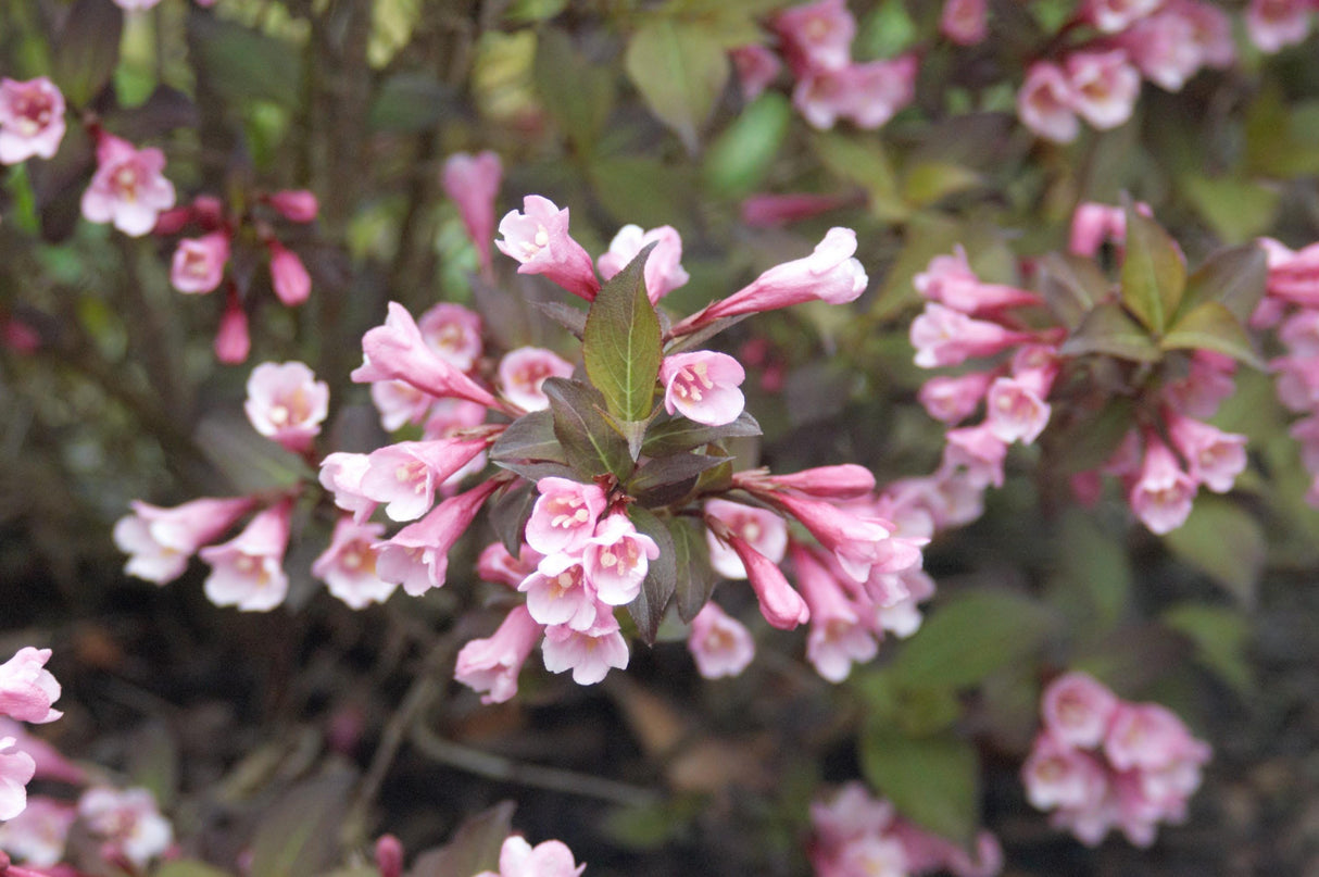 Weigela florida 'Purpurea' mit Blüte, erhältlich von 40-60 bis 125-150 cm; Einsatz: ;;ab 18,90 Euro