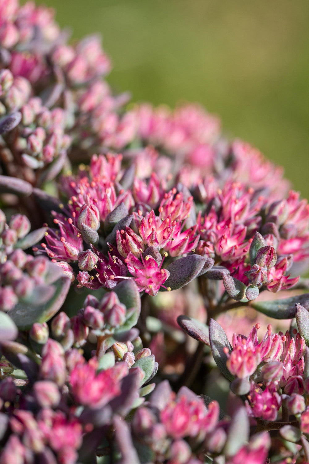 Sedum cauticola 'Robustum' mit Blüte; Einsatz: ;;ab 3,85 Euro