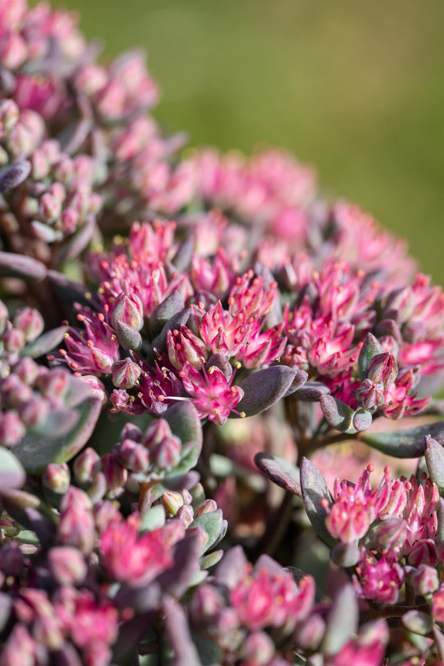 Sedum cauticola 'Robustum' mit Blüte; Einsatz: ;;ab 3,85 Euro