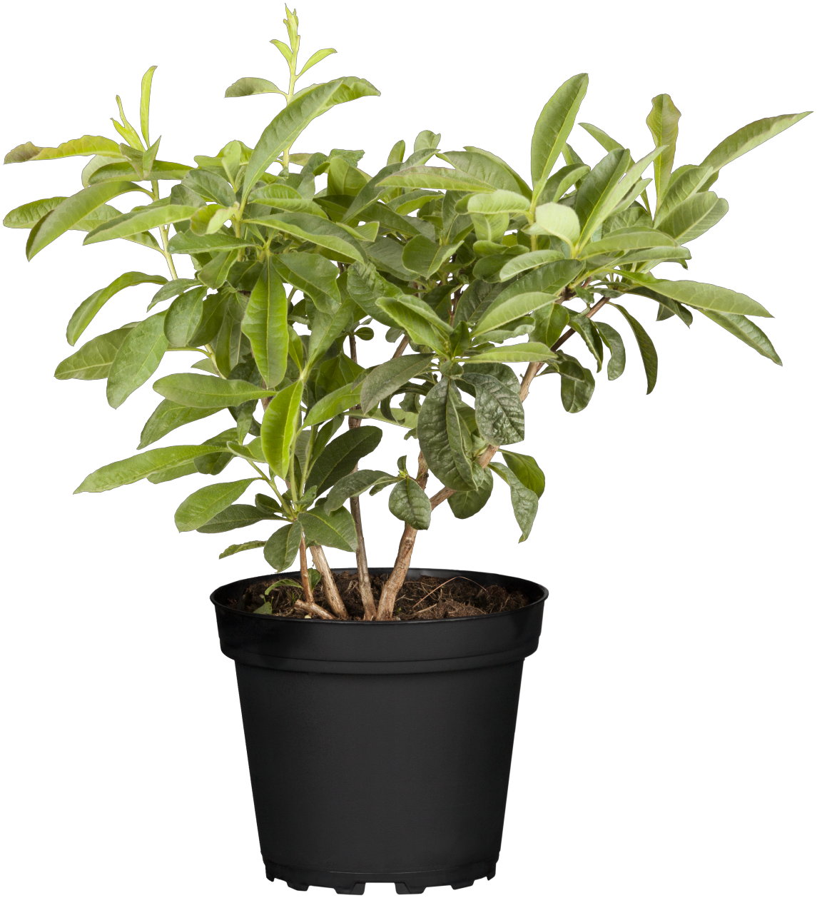Rhododendron viscosum 'Sommerduft' im Topf, erhältlich von 50-60 bis 50-60 cm; Einsatz: ;;ab 66,00 Euro