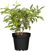 Rhododendron viscosum 'Sommerduft'; hier im Topf; duftend; Einsatzmöglichkeit z.B. : Gehölzrand; erhältlich von 50-60 bis 50-60 cm;;ab 72,50 Euro