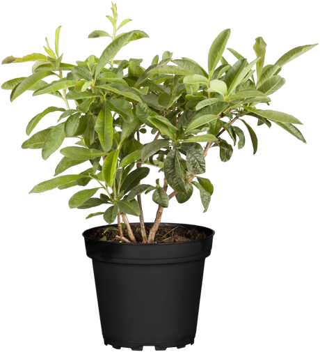 Rhododendron viscosum 'Sommerduft' im Topf, erhältlich von 50-60 bis 50-60 cm; Einsatz: ;;ab 66,00 Euro