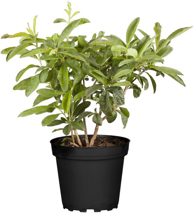 Rhododendron viscosum 'Sommerduft' im Topf, erhältlich von 50-60 bis 50-60 cm; Einsatz: ;;ab 66,00 Euro