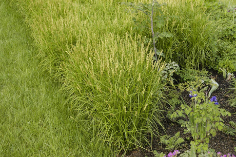 Carex muskingumensis als Pflanze im Beet; Einsatz: ;;ab 3,40 Euro