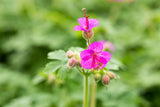 Geranium macrorrhizum i. S.; hier mit Blüte; schneckensicher (schneckenresistent); Einsatzmöglichkeit z.B. : Steingärten;;ab 0,00 Euro