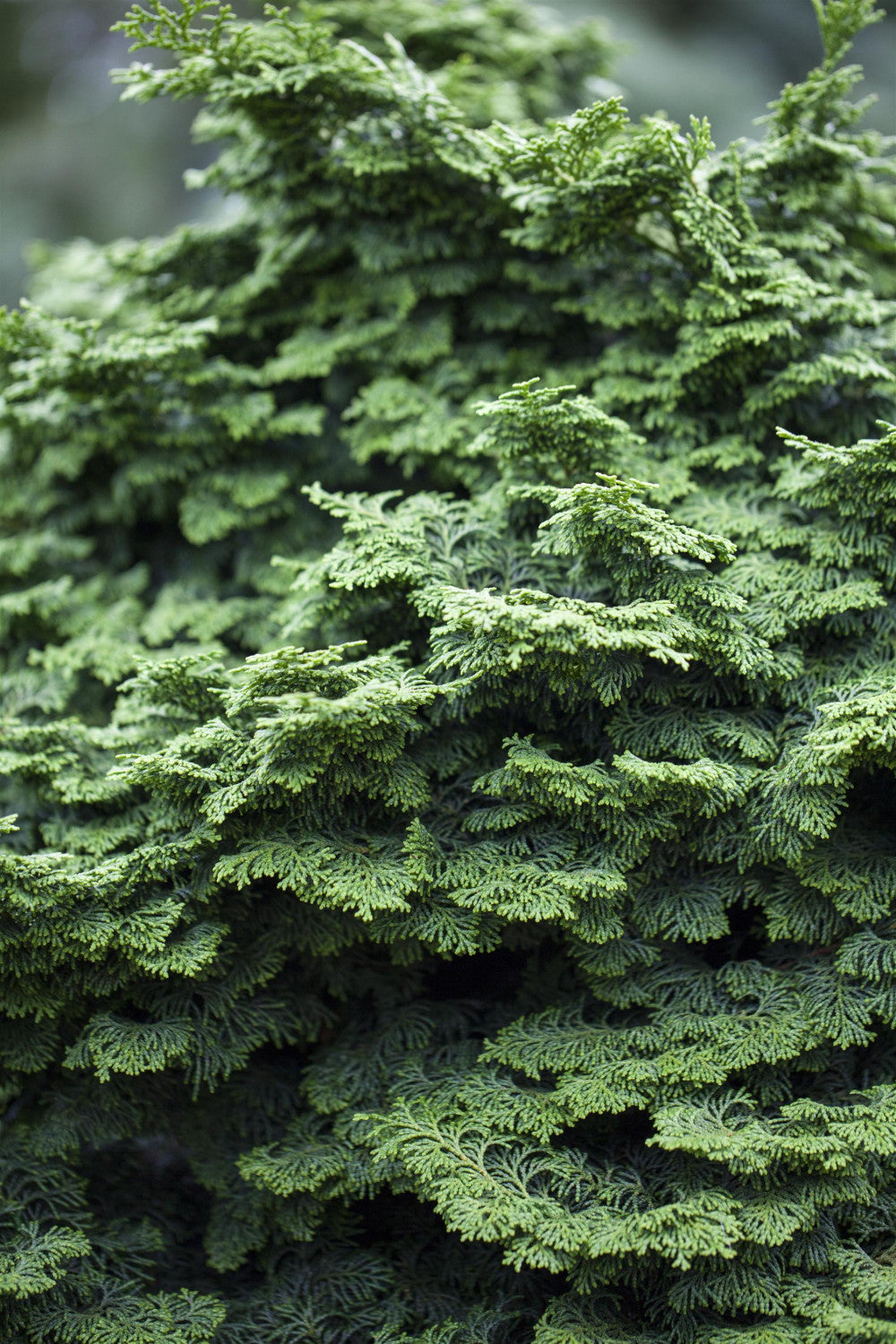 Chamaecyparis obtusa 'Kosteri' , erhältlich von 15-20 bis 40-50 cm;;ab 22,70 Euro