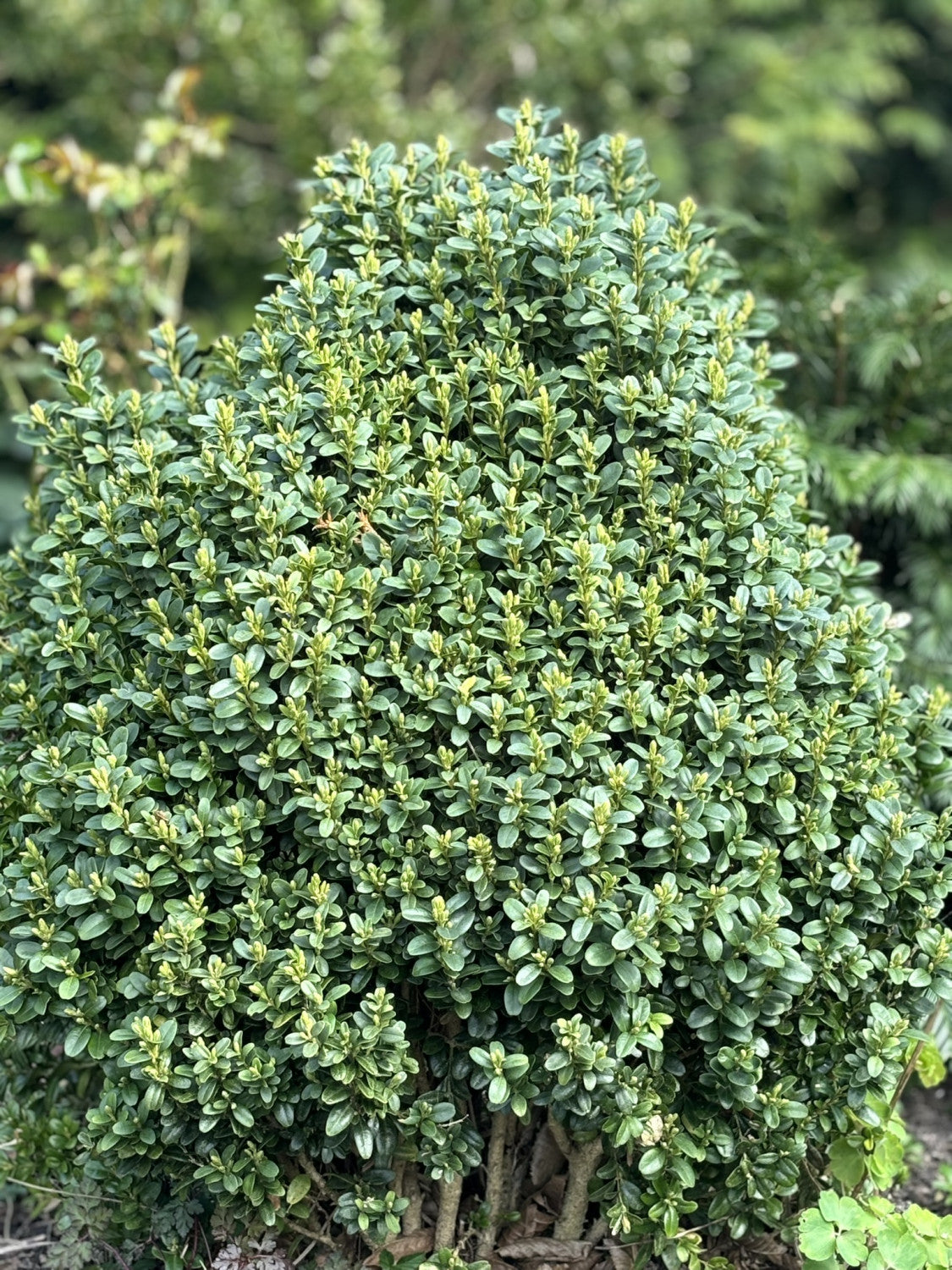 Buxus sempervirens 'Suffruticosa' als Pflanze im Beet, erhältlich von 15-20 bis 20-25 cm; Einsatz: ;;ab 11,00 Euro