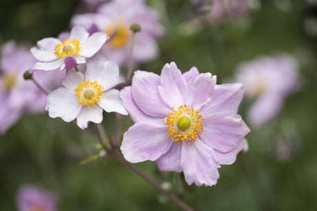 Anemone tomentosa 'Septemberglanz' mit Blüte; Einsatz: ;;ab 4,80 Euro