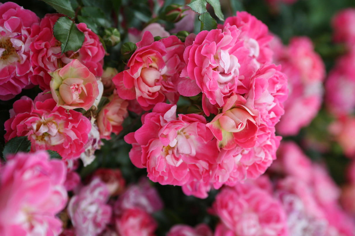 Rosa 'Charmant' Z mit Blüte; Einsatz: ;;ab 8,10 Euro