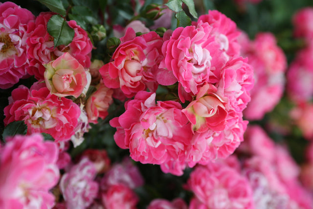 Rosa 'Charmant' Z mit Blüte; Einsatz: ;;ab 8,10 Euro