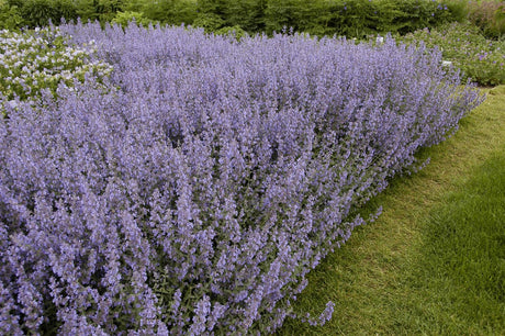 Salvia nemorosa 'Tänzerin' als Pflanze im Beet; Einsatz: , ;;ab 3,64 Euro