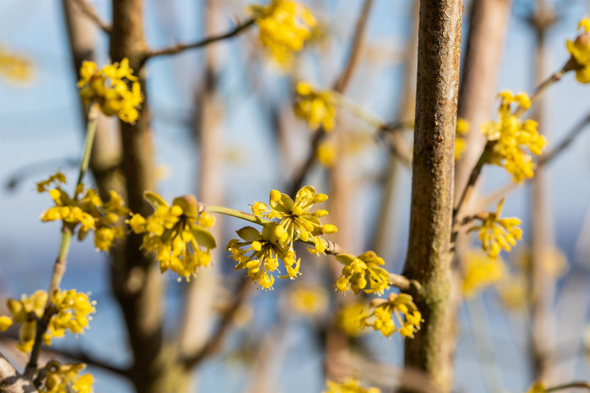 Dirlder mit Blüte; Einsatz: Solitärpflanzewinterhart;;mit zeitnaher Lieferung