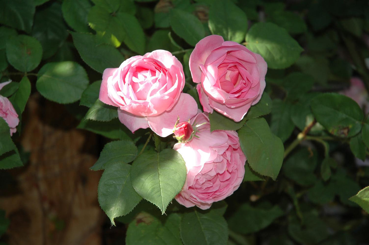 Rosa 'Constance Spry' STR mit Blüte; Einsatz: ;;ab 11,80 Euro