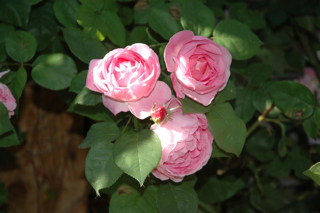 Rosa 'Constance Spry' STR mit Blüte; Einsatz: ;;ab 11,80 Euro