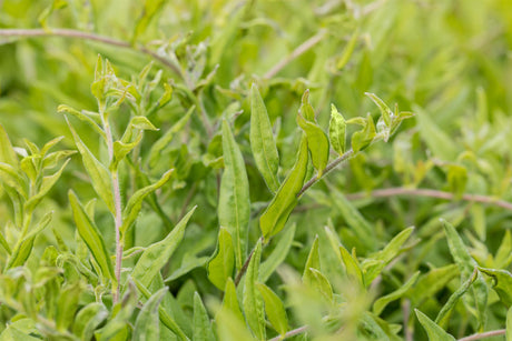 Blaue Ochsenzunge als Pflanze im Beet; Einsatz: Steingartenbienenweide;;günstig mit Qualität