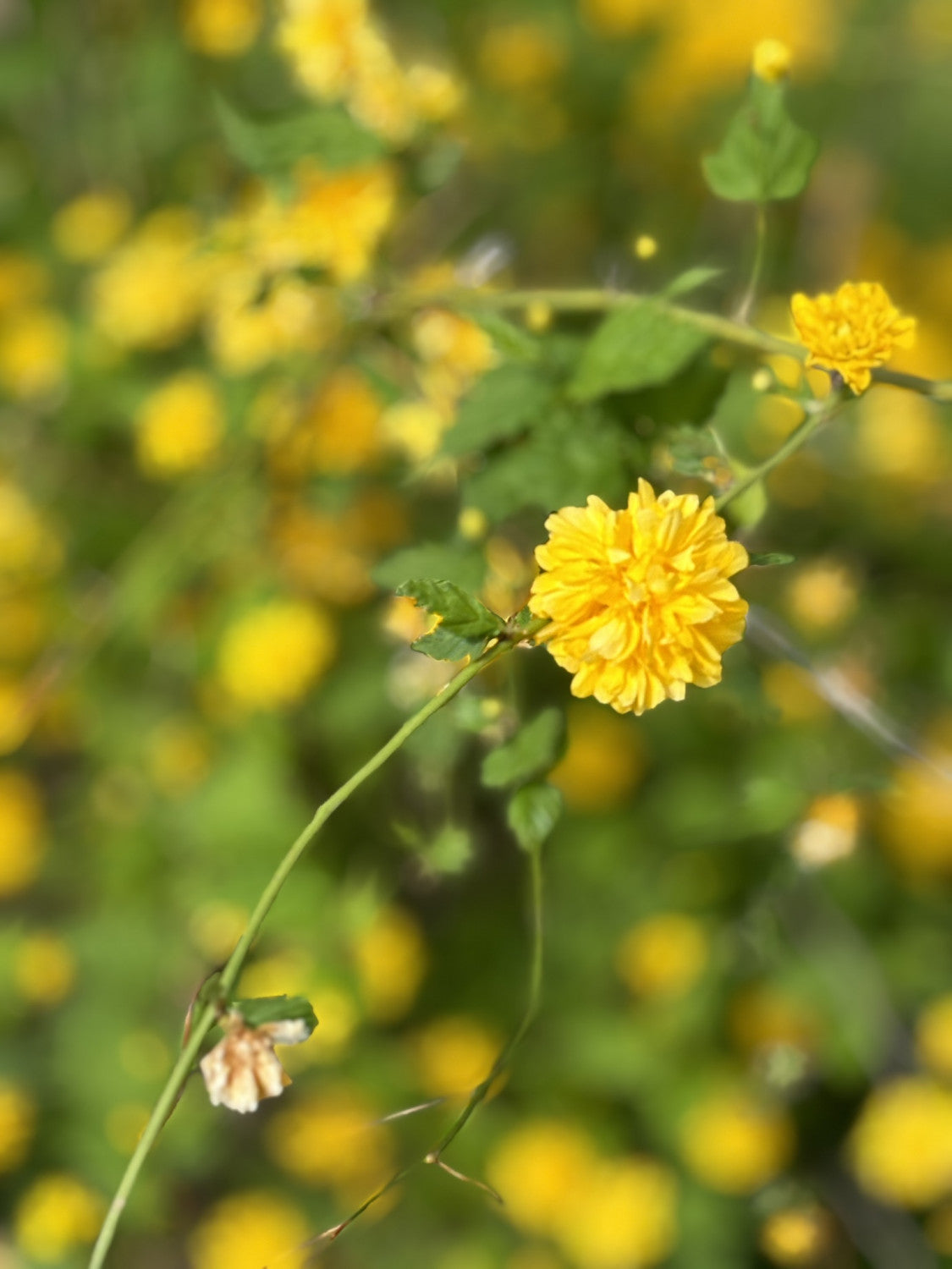 Gefüllter Ranunkelstrauch mit Blüte, verfügbar in 9 Größen und Varianten; Einsatz: Zierstrauchwinterhart;;hier kaufen
