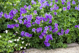 Geranium clarkei 'Kashmir Blue'; schneckensicher (schneckenresistent);;ab 0,00 Euro