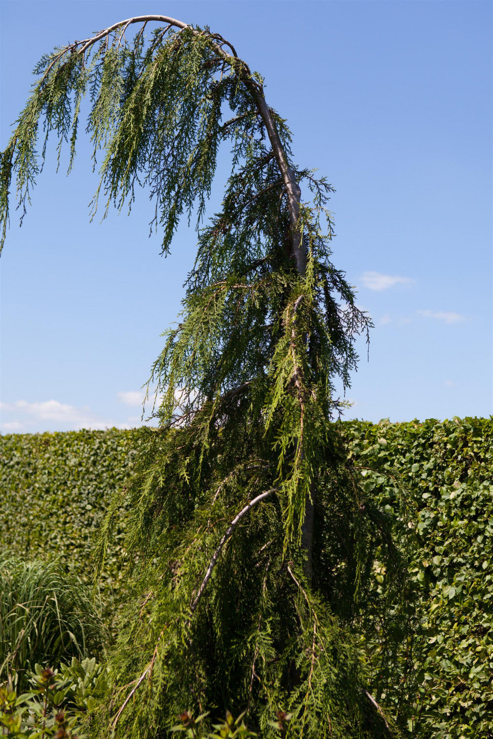 Chamaecyparis nootk. 'Pendula' , erhältlich von 30-40 bis 175-200 cm;;ab 28,10 Euro