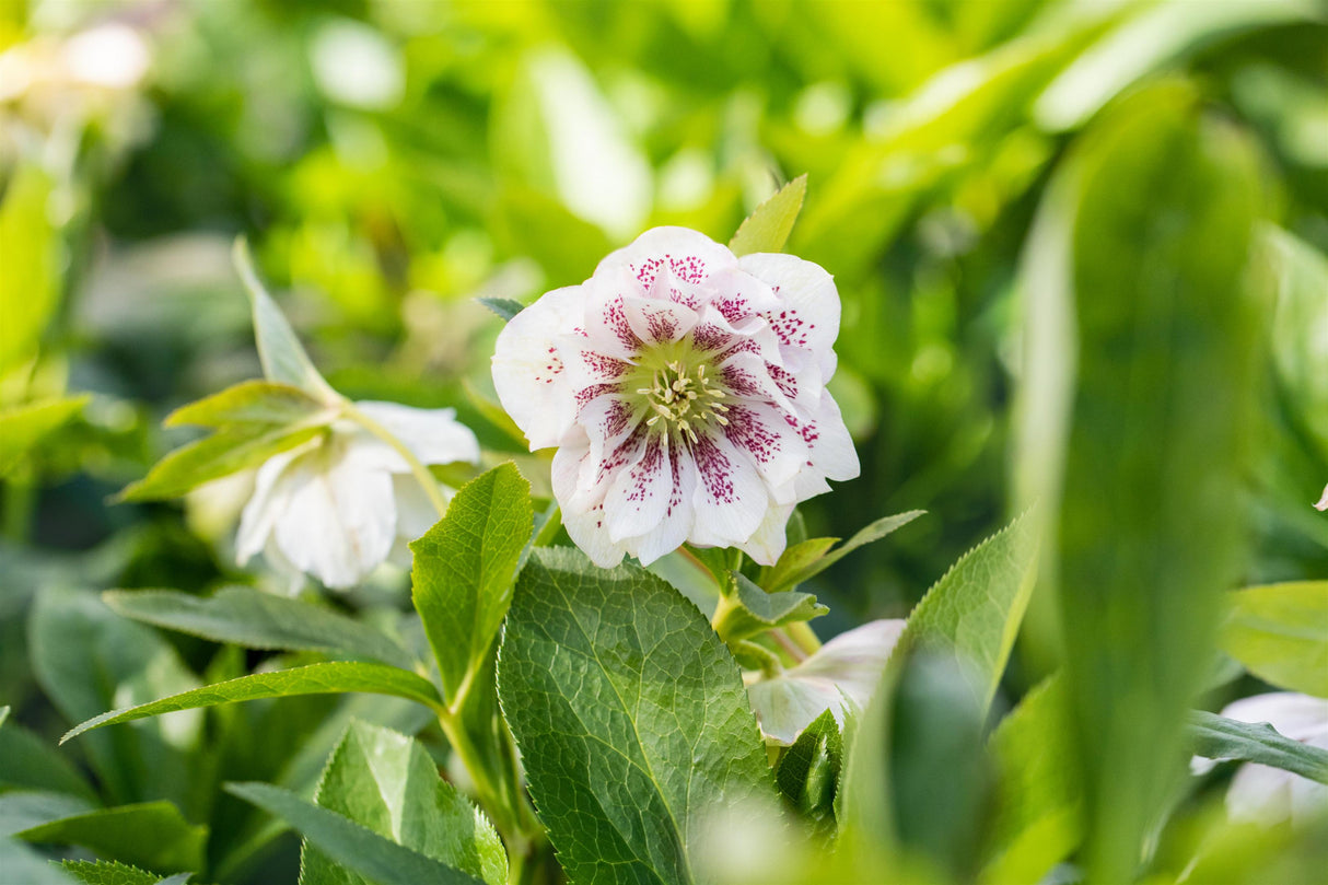 Helleborus x orientalis i. S. , gen. ;;ab 8,50 Euro