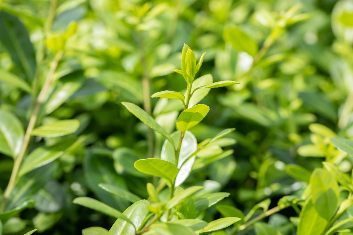Ilex crenata 'Hetzii' mit Belaubung, erhältlich von 40-50 bis 60-80 cm; Einsatz: ;;ab 18,90 Euro