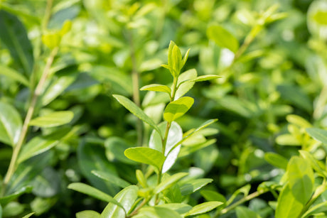 Ilex crenata 'Hetzii' mit Belaubung, erhältlich von 40-50 bis 60-80 cm; Einsatz: ;;ab 18,90 Euro