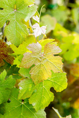 Vitis 'Festivée'; hier mit Belaubung; robust; Einsatzmöglichkeit z.B. : Obstgarten; erhältlich von 80-100 bis 80-100 cm;;ab 36,00 Euro