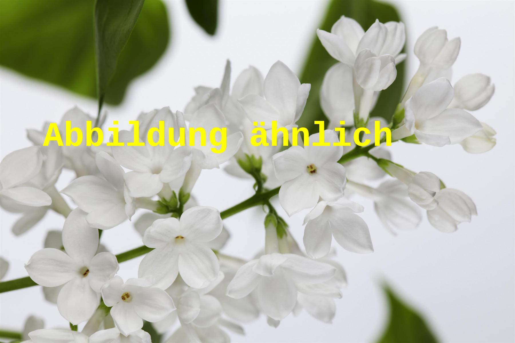 Syringa swegiflexa (Perlenflieder)