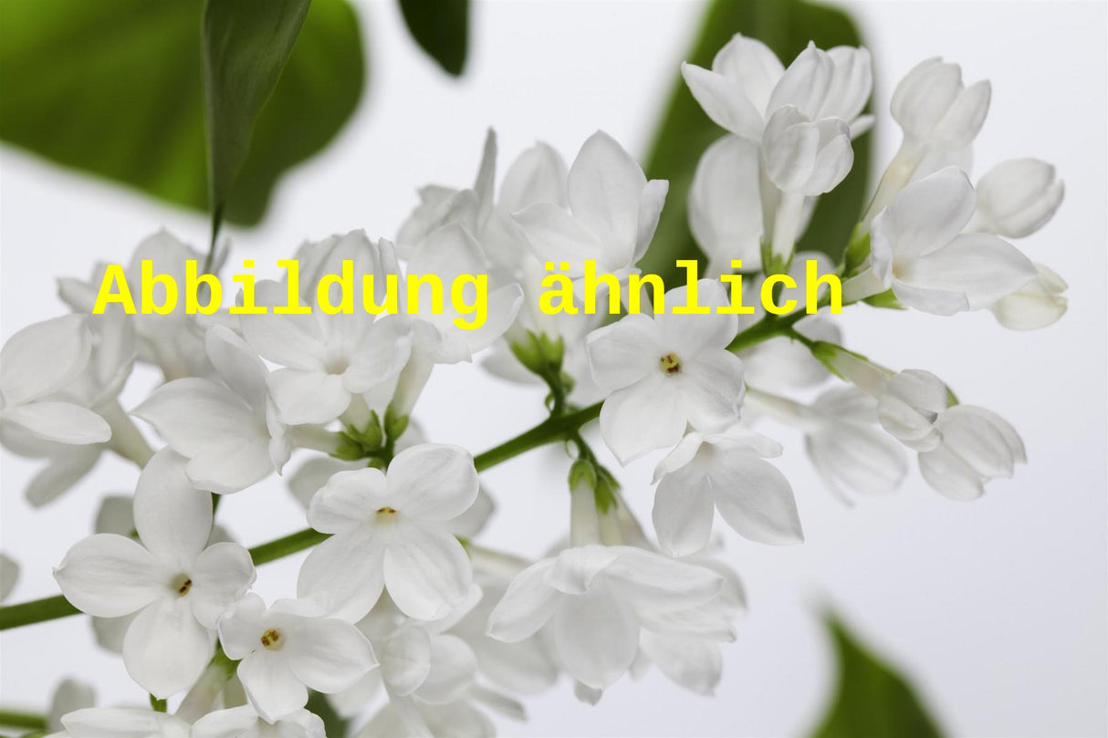 Syringa swegiflexa (Perlenflieder)