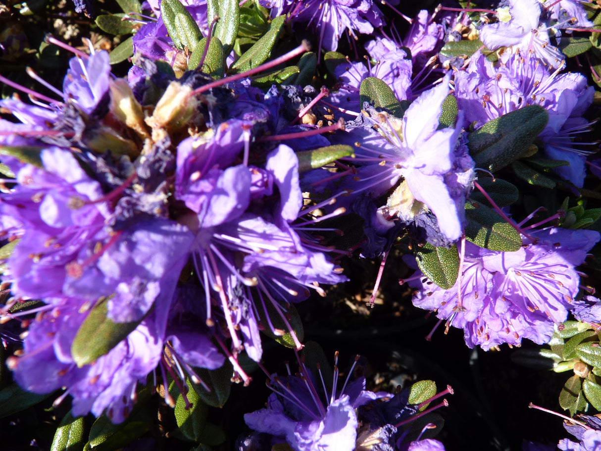 Rhododendron impeditum 'Azurika' mit Blüte; Einsatz: Heckenpflanzepflegeleicht;;mit zeitnaher Lieferung