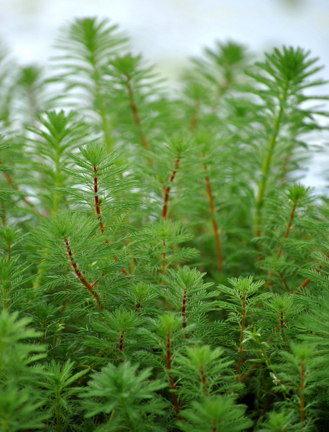 Myriophyllum verticillatum mit Blüte; Einsatz: ;;ab 5,75 Euro