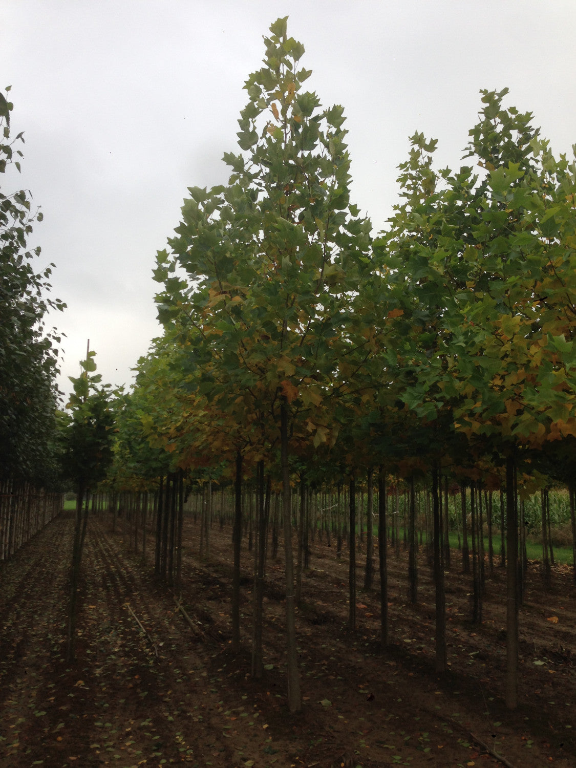 Liriodendron tulipifera als Pflanze im Beet, erhältlich von 60-80 bis 450-650 cm; Einsatz: ;;ab 22,20 Euro