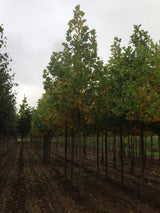 Liriodendron tulipifera als Pflanze im Beet, erhältlich von 60-80 bis 450-650 cm; Einsatz: ;;ab 22,20 Euro