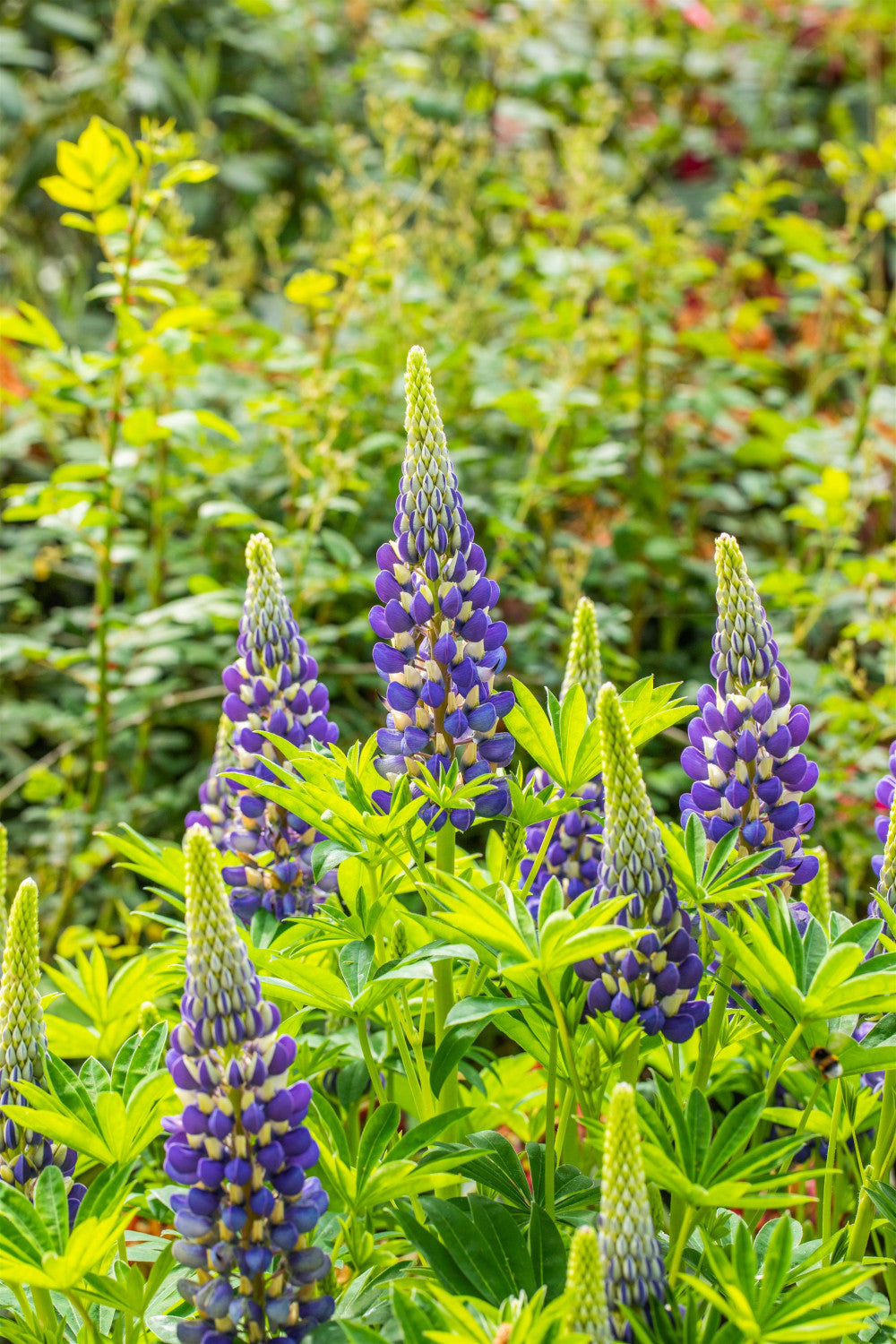 Turban-Lupine mit Blüte; Einsatz: Staudenbeetfarbenvielfalt;;günstig mit Qualität