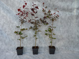 Synonym (alte Bezeichnung): Fagus sylvatica cuprea im Topf; Einsatz: Waldbäumevielseitig verwendbar;;ab 6,30 Euro