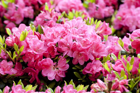 Rhododendron obt. 'Canzonetta' mit Blüte, erhältlich von 40-50 bis 40-50 cm; Einsatz: ;;ab 58,00 Euro