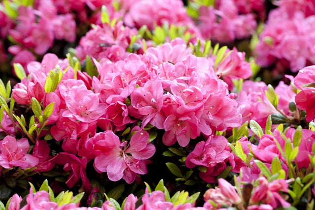 Rhododendron obt. 'Canzonetta' mit Blüte, erhältlich von 40-50 bis 40-50 cm; Einsatz: ;;ab 58,00 Euro