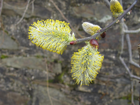Salix caprea mit Blüte, erhältlich von 40-70 bis 100-150 cm; Einsatz: ;;ab 1,95 Euro